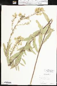 Solidago rigidiuscula image