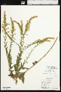 Solidago delicatula image