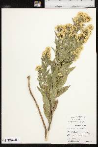 Solidago petiolaris var. petiolaris image