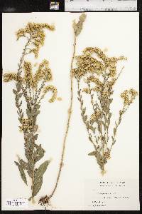 Solidago radula image