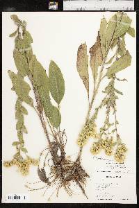 Solidago rigida subsp. rigida image