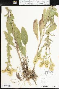 Solidago rigida subsp. rigida image