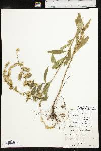 Solidago delicatula image