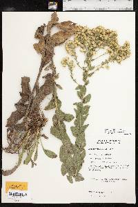 Solidago rigida image