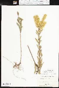 Solidago rigidiuscula image