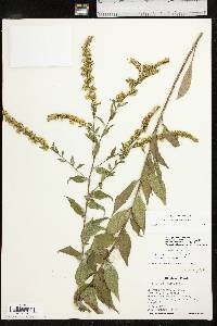 Solidago delicatula image