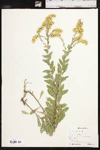 Solidago radula image