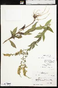 Solidago delicatula image