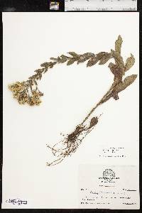 Solidago rigida subsp. rigida image