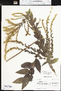 Solidago rugosa subsp. aspera image