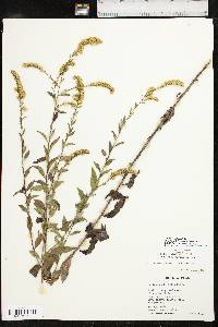 Solidago delicatula image