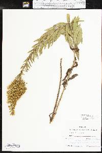 Solidago rigidiuscula image