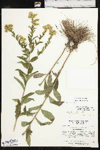 Solidago delicatula image