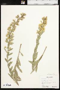 Solidago petiolaris var. petiolaris image