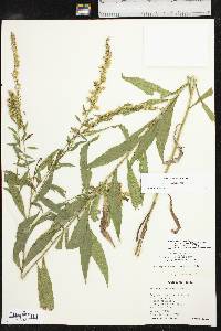 Solidago delicatula image