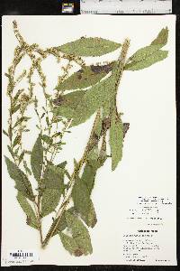 Solidago delicatula image