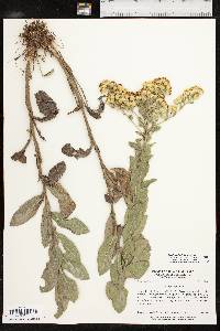 Solidago rigida image