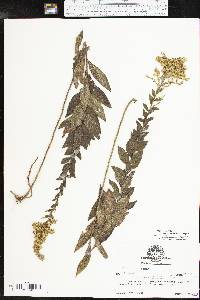 Solidago rugosa subsp. aspera image