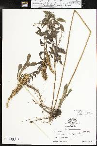 Solidago rugosa subsp. aspera image