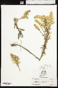 Solidago nemoralis subsp. nemoralis image