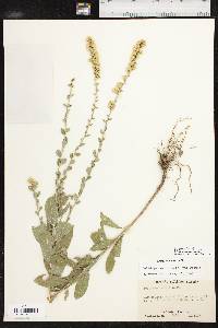 Solidago radula image