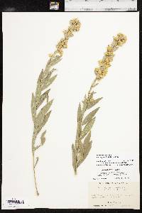 Solidago petiolaris image