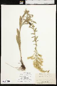 Solidago nemoralis subsp. nemoralis image