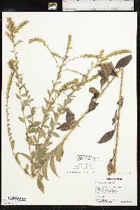 Solidago delicatula image