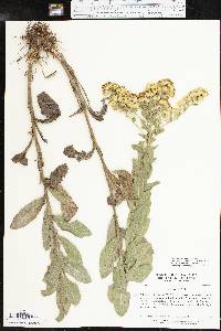 Solidago rigida subsp. rigida image