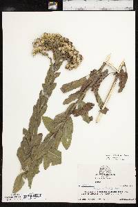 Solidago rigida image