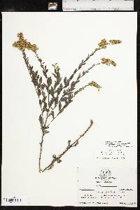 Solidago delicatula image