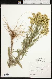 Solidago nemoralis subsp. nemoralis image