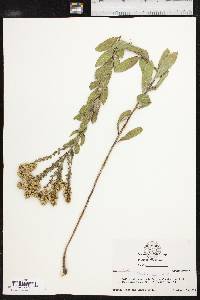 Solidago radula image