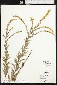 Solidago delicatula image