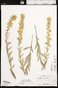 Solidago petiolaris image