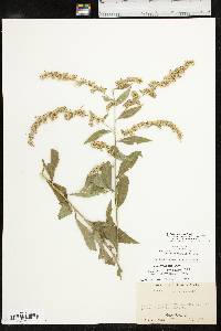 Solidago delicatula image