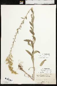 Solidago nemoralis subsp. nemoralis image