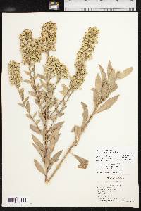 Solidago petiolaris image