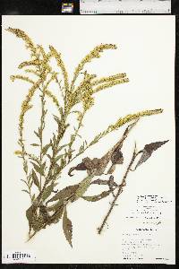 Solidago delicatula image