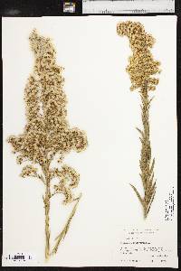 Solidago sempervirens image