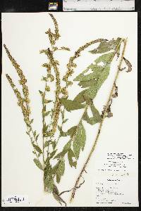 Solidago delicatula image