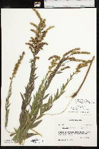 Solidago delicatula image