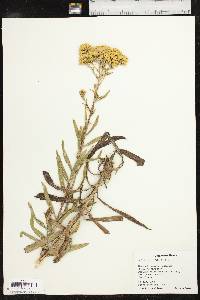 Solidago nitida image