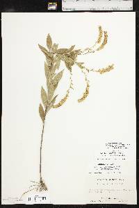 Solidago delicatula image