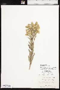 Solidago petiolaris image