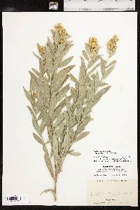 Solidago petiolaris image