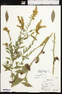 Solidago delicatula image