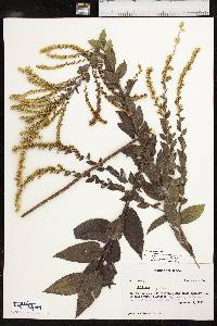 Solidago rugosa subsp. aspera image