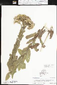 Solidago rigida subsp. rigida image