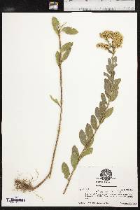 Solidago radula image